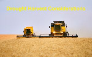 What should be paid attention to for drought farm harvest? doloremque