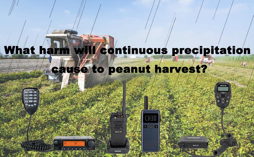 What harm will continuous precipitation cause to peanut harvest?