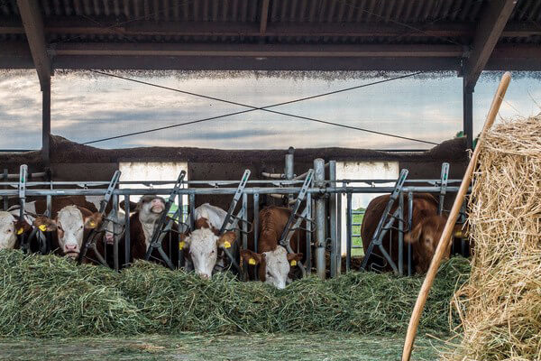 reserve feed for animals before a hurricane