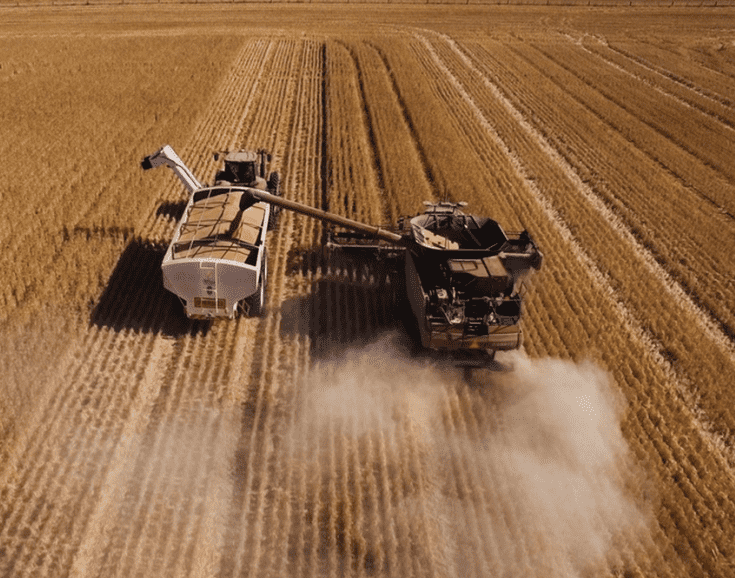 wheat harvest