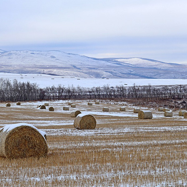 farm in winter