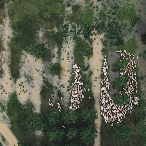 sheep on the flooded pasture