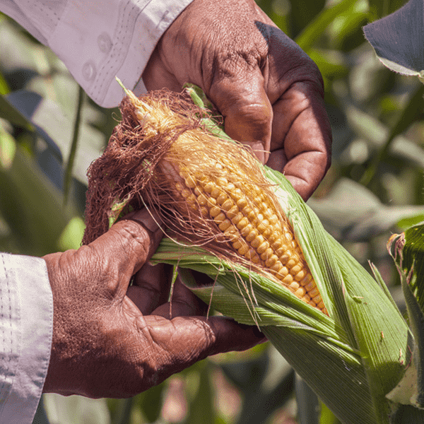 harvest corn