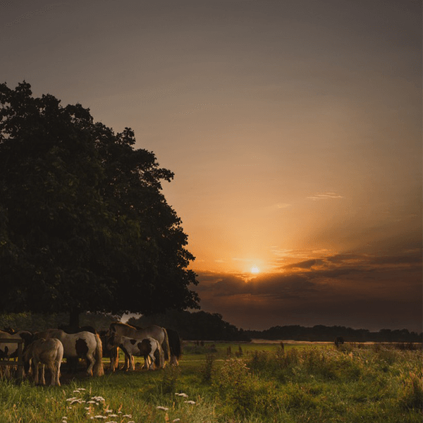Texas animals at night-ranch