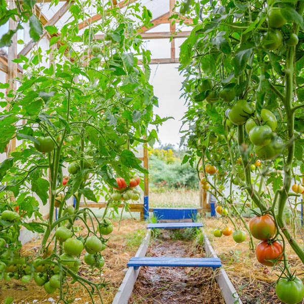 Vegetable Picking Agricultural Park