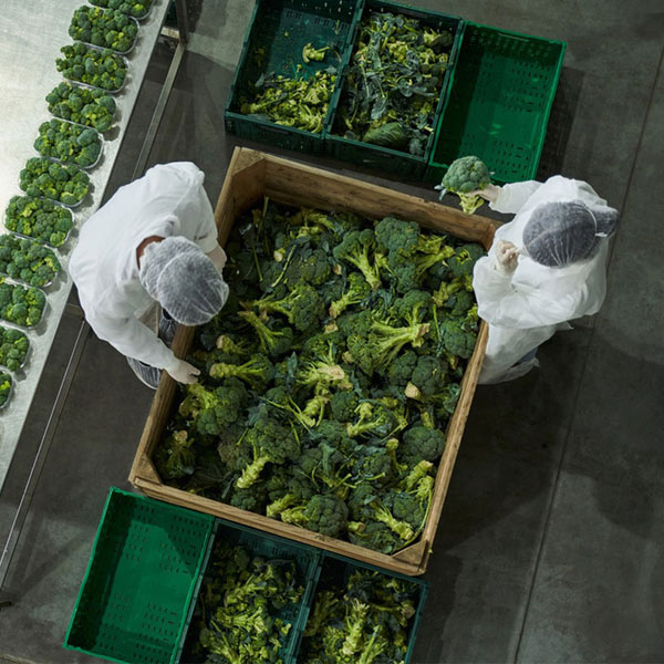 vegetable processing area