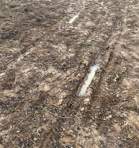 Peanut field after persistent rainfall